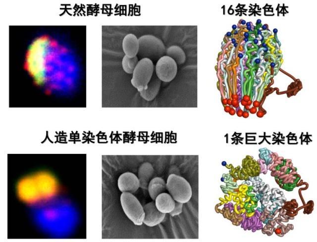 2018年度中国科学十大进展正式发布！